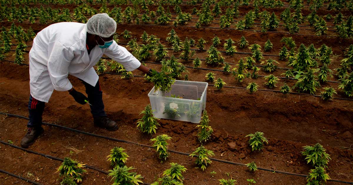 In attesa della legalizzazione della cannabis in Sudafrica