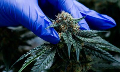Cannabis terapeutica in Marocco