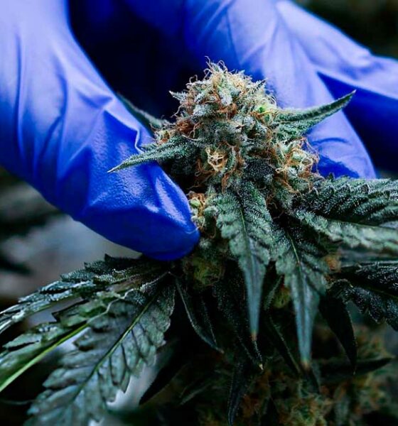 Cannabis terapeutica in Marocco