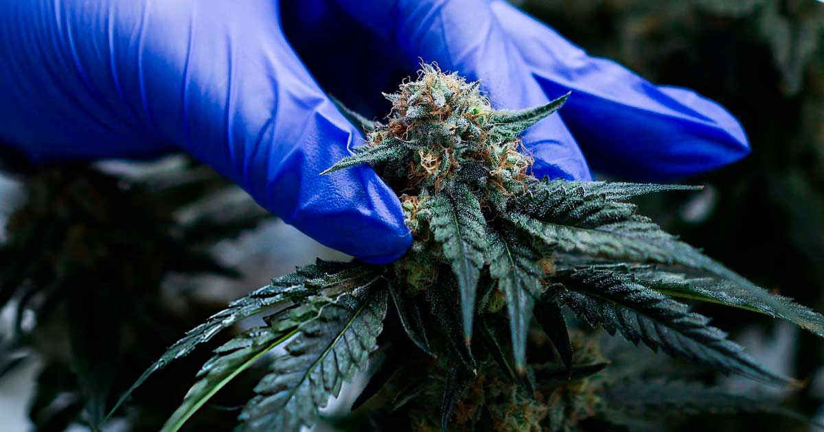 Cannabis terapeutica in Marocco