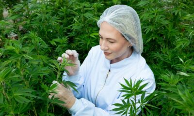 Canapa con l'1% di THC in Brasile