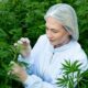 Canapa con l'1% di THC in Brasile