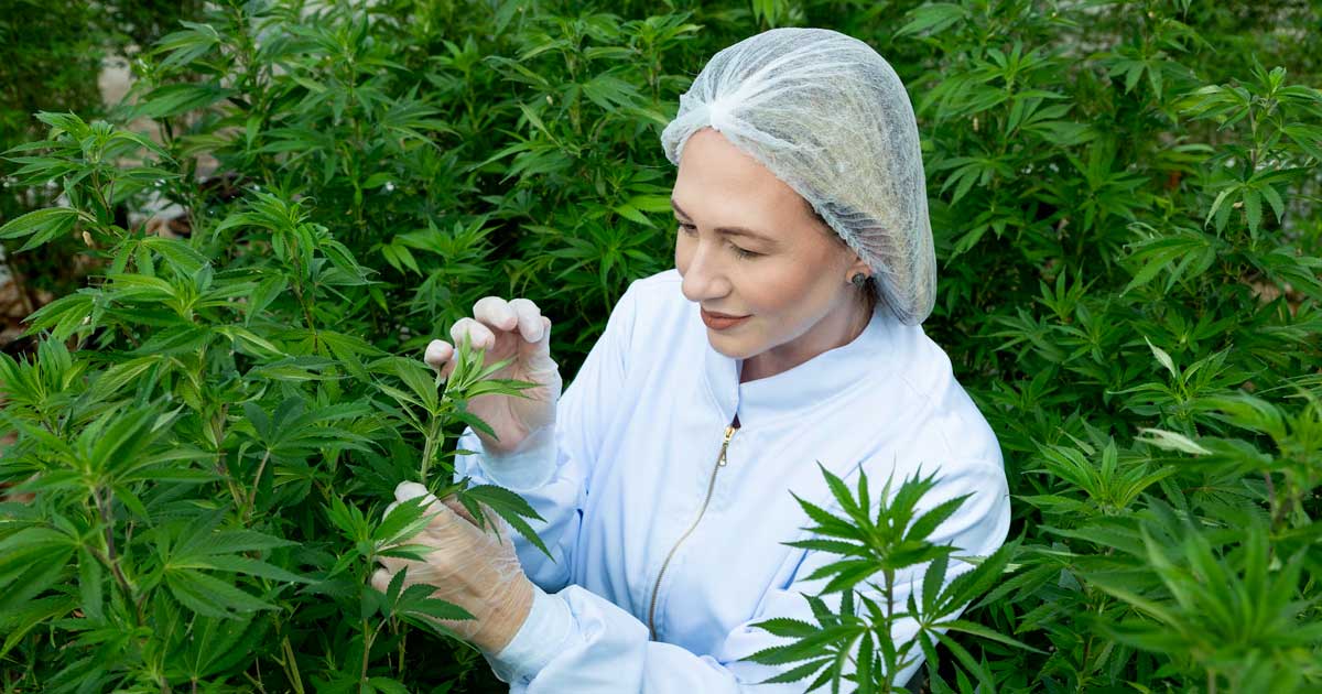 Canapa con l'1% di THC in Brasile
