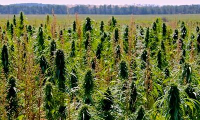 Limite dell'1% di THC nella canapa in Canada