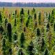 Limite dell'1% di THC nella canapa in Canada