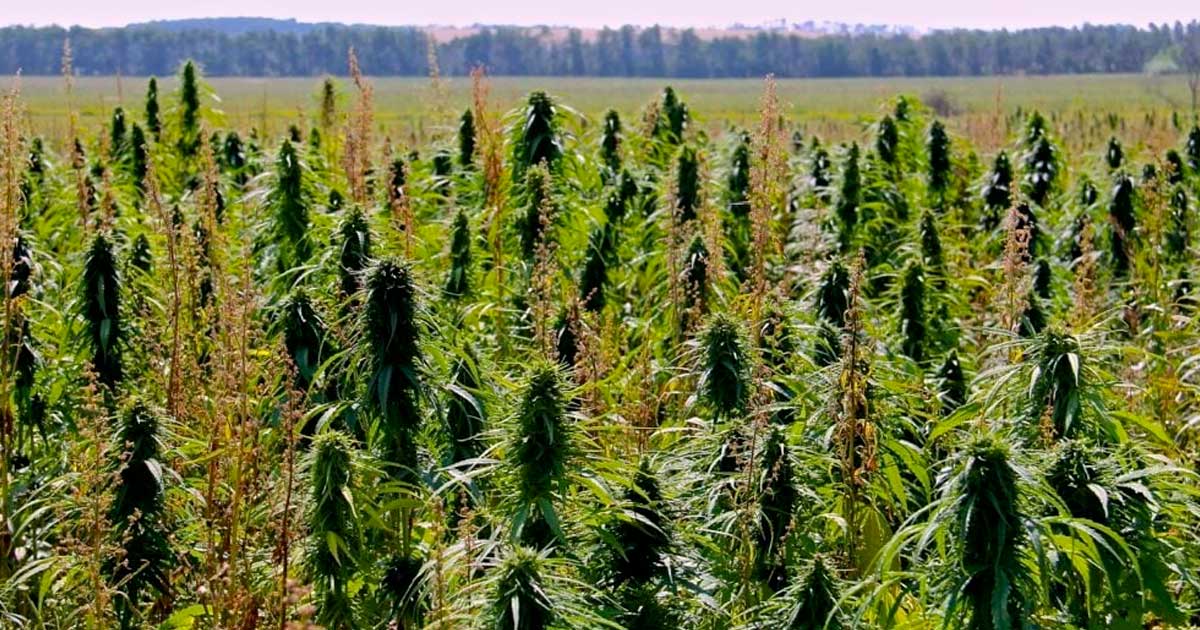 Limite dell'1% di THC nella canapa in Canada