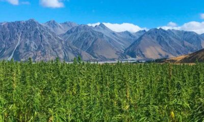 Canapa con l'1% di THC in Nuova Zelanda