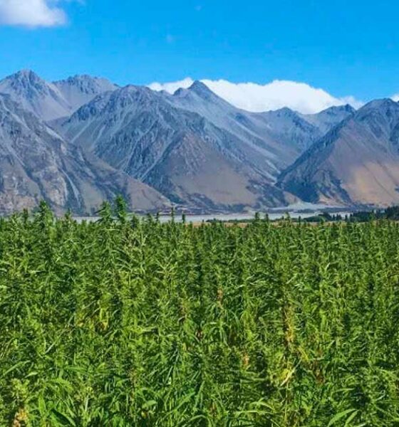 Canapa con l'1% di THC in Nuova Zelanda