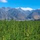 Canapa con l'1% di THC in Nuova Zelanda