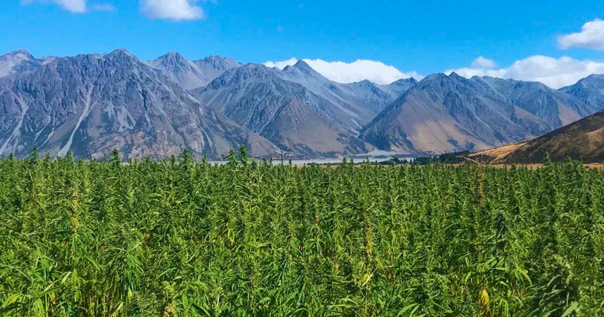 Canapa con l'1% di THC in Nuova Zelanda