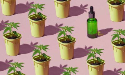 Bilancio della sperimentazione francese sulla cannabis