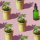 Bilancio della sperimentazione francese sulla cannabis