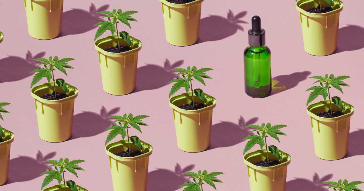 Bilancio della sperimentazione francese sulla cannabis