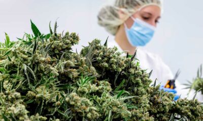 Fiori di cannabis terapeutica in Germania