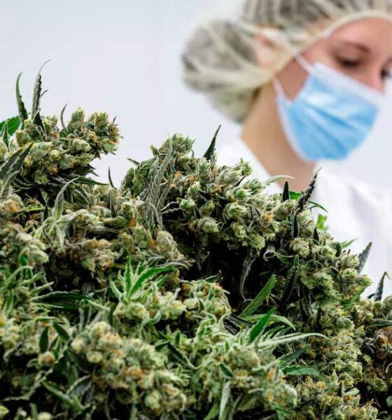 Fiori di cannabis terapeutica in Germania