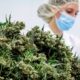 Fiori di cannabis terapeutica in Germania