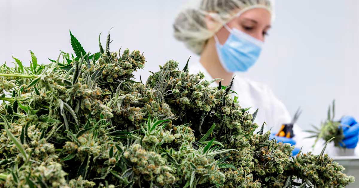 Fiori di cannabis terapeutica in Germania
