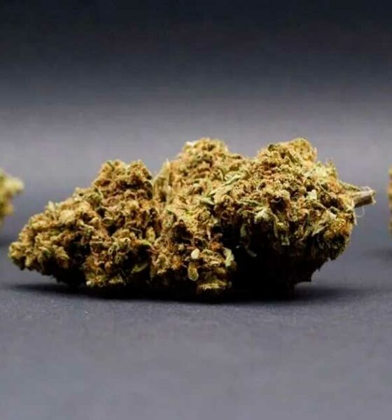 Fiori di CBD in Italia