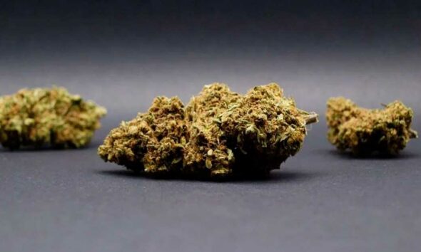 Fiori di CBD in Italia