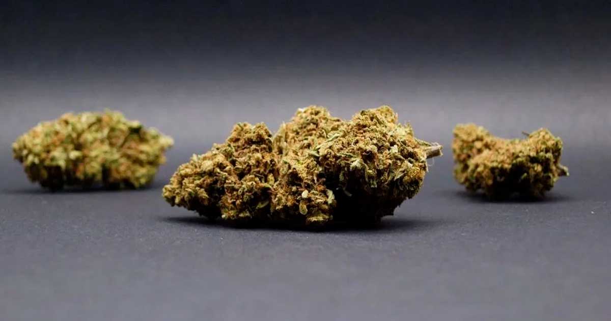 Fiori di CBD in Italia