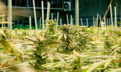 Coltivazione di cannabis terapeutica in Nebraska