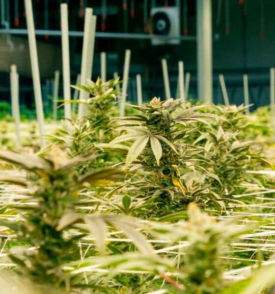 Coltivazione di cannabis terapeutica in Nebraska