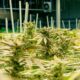 Coltivazione di cannabis terapeutica in Nebraska