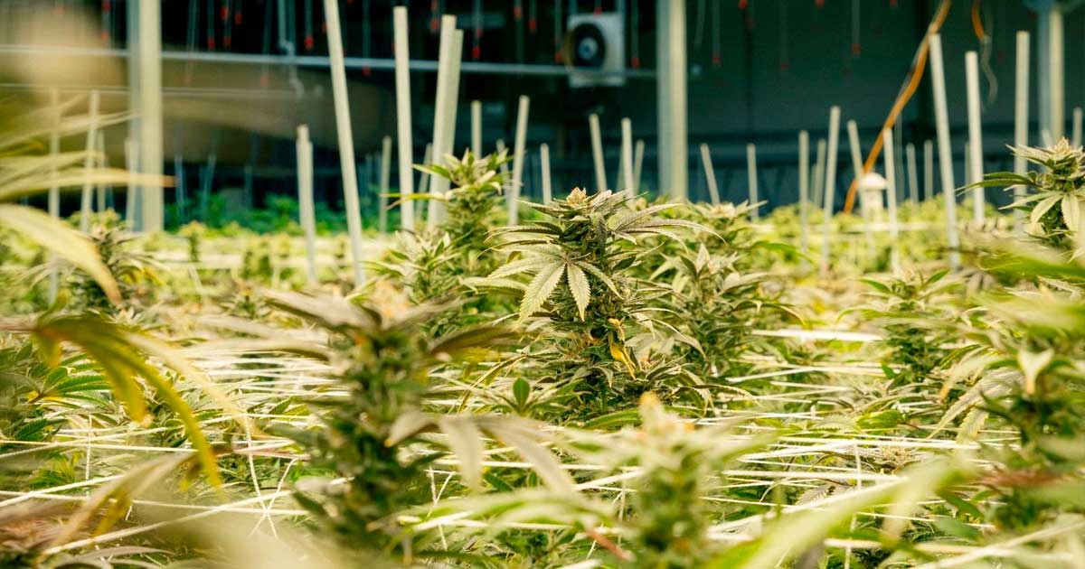 Coltivazione di cannabis terapeutica in Nebraska