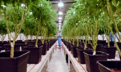 Integrazione della cannabis nel sistema sanitario uruguaiano