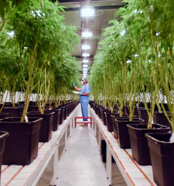 Integrazione della cannabis nel sistema sanitario uruguaiano