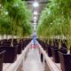 Integrazione della cannabis nel sistema sanitario uruguaiano