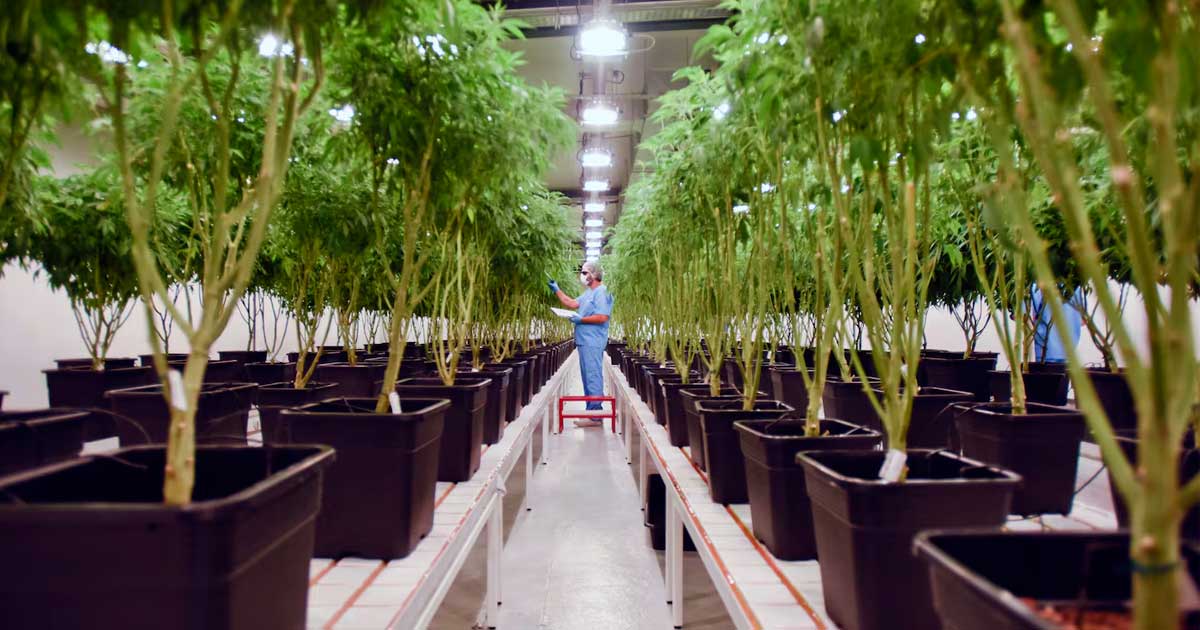 Integrazione della cannabis nel sistema sanitario uruguaiano