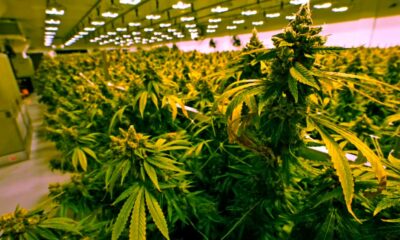 Vendita di cannabis in Virginia a partire dal 2027
