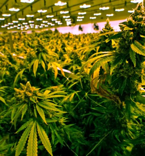 Vendita di cannabis in Virginia a partire dal 2027