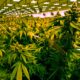 Vendita di cannabis in Virginia a partire dal 2027