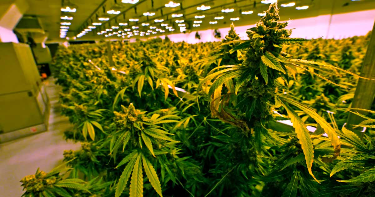Vendita di cannabis in Virginia a partire dal 2027