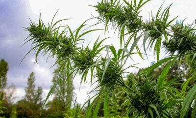 Canapa terapeutica in Polinesia