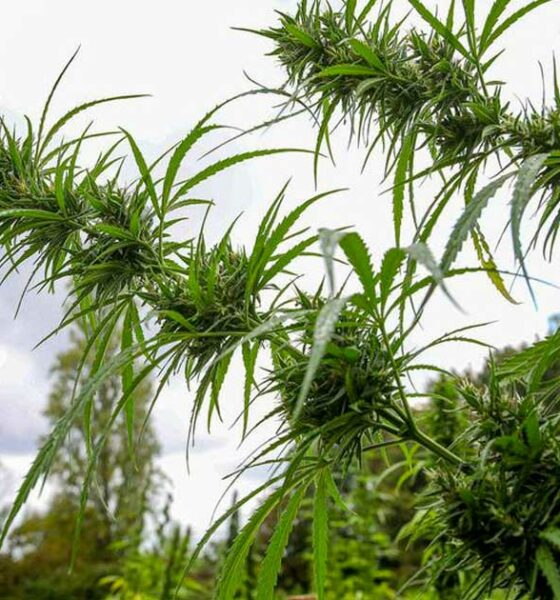 Canapa terapeutica in Polinesia