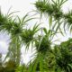 Canapa terapeutica in Polinesia