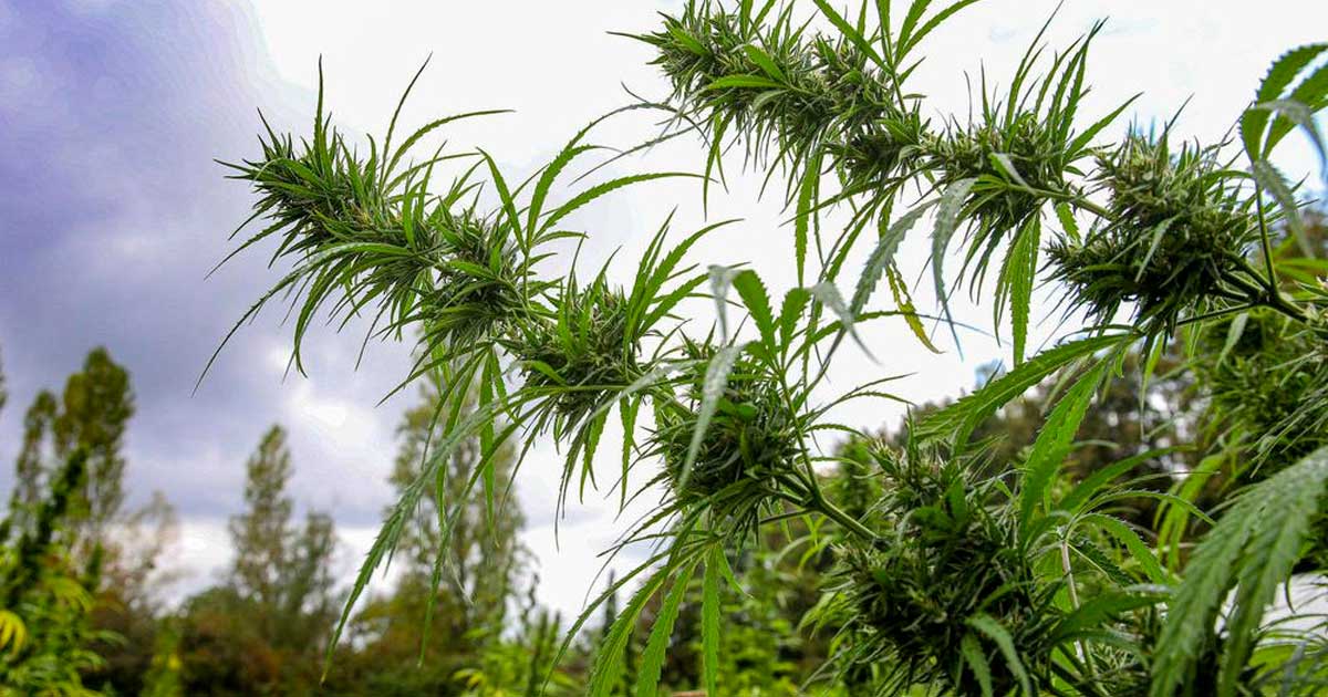 Canapa terapeutica in Polinesia