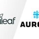 Curaleaf annuncia un'offerta pubblica di acquisto su Aurora