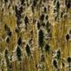 Norme relative alla coltivazione della canapa nell'Unione Europea