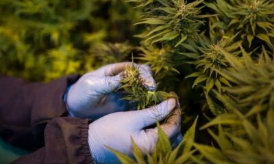 Cannabis terapeutica in Ruanda