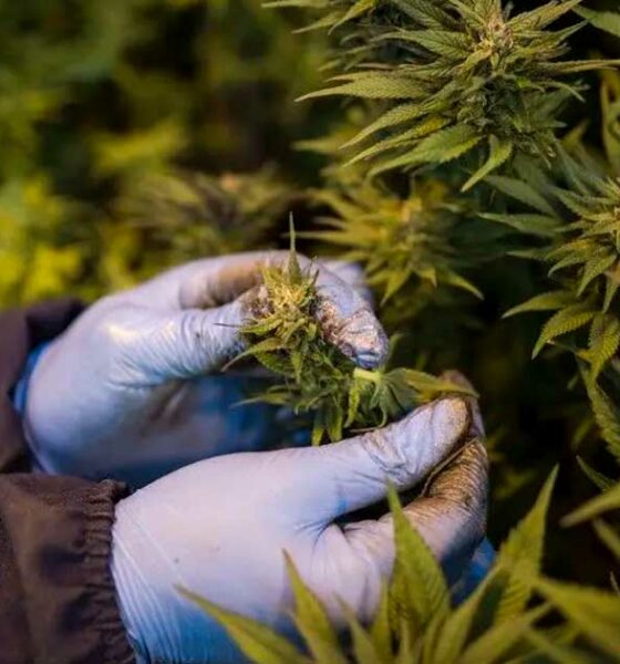 Cannabis terapeutica in Ruanda