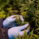 Cannabis terapeutica in Ruanda