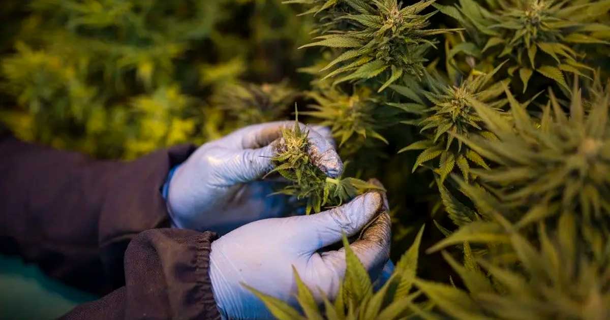 Cannabis terapeutica in Ruanda