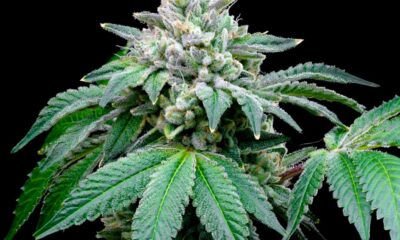 Secondo uno studio, il CBD potenzia l'effetto del THC