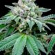 Secondo uno studio, il CBD potenzia l'effetto del THC