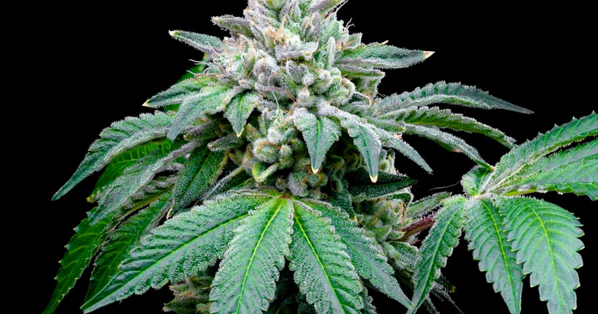 Secondo uno studio, il CBD potenzia l'effetto del THC