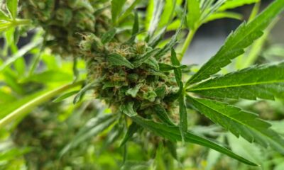 Produzione di cannabis terapeutica in Corea del Sud